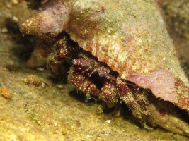 092 White Speckled Hermit Crab IMG 5470